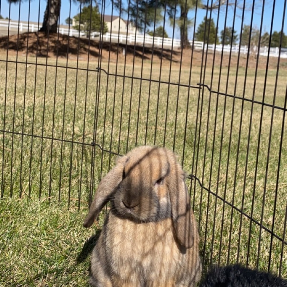 Meet your Posher, Bella